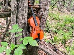 A violin in the middle of a decaying woodland.