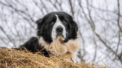 Bucovina shepherd dog guarding the sheepfold from the top of a haystack. Sheepdog watching over livestock during winter.