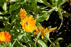 Orange flower of Calendula (Calendula officinalis), buttercup or marigold, herb of the Asteraceae family, with green leaves, facing the sun on a spring afternoon with a bee on its stamens to pollinate