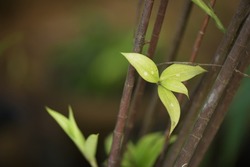 Bamboo leaves come from Japan, grow in clumps, straight wire-like stems, tapering, 2-10 cm in diameter, green and covered with yellowish spots; Dracaerna godreffiana
