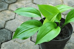 The Cast Iron Plant (Aspidistra elatior) belongs to that category of evergreen ornamental plants. Selective focus