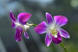 Dendrobium bigibbum, commonly known as the Cooktown orchid or mauve butterfly orchid, is an epiphytic or lithophytic orchid in the family Orchidaceae.