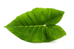 The green leave of elephant's ear plant are large, long with a sagittate shape. Elephant Ears or Colocasia, Alocasia, and Xanthosoma leave isolated on white background.