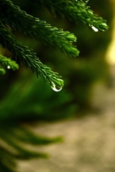 Dramatic droplets of water from Evergreen plants photo or in Indonesian called cemara.