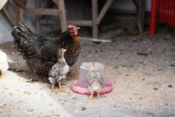 Broody hen with chickens drinks water from a drinking bowl. Little chicks with mother chicken. Domestic poultry.