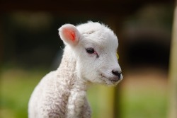 A beautiful close-up head shot portrait of a young white lamb in the spring. Baby sheep in agriculture farm farmyard scene. Blurred background professional High Definition HD shot. Cornish farming.