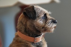 Beautiful pedigree Border Terrier called Lottie. Dog profile portrait sitting upright with collar. 2022 HD High Definition pet female bitch in house