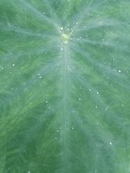 Background Dewdrops on taro leaves