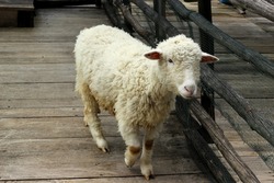 a sheep in a farm cage