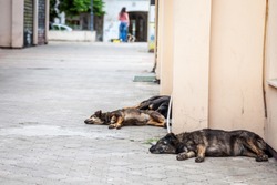Group of three lutalica, typical serbian stray dogs, abandoned, all having a rest and sleeping in the streets of the city center of Belgrade, in Serbia, which has an important group of abandoned dogs
