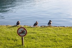 Four male mallard duck in front of a blurred no swimming sign standing by the waters of Bled lake, Slovenia, respecting the prohibition not to swim. The Mallard is a wild dabbling duck.