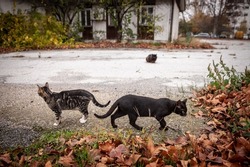 Two black cats, one black stray cat and a tabby cat, crossing and confronting each other in the streets of Belgrade, Serbia, in a group of stray abandoned felines.