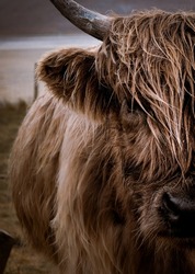 Hairy Heilan Coo - just out here looking all windswept and 'moo-dy' (pun intended!). Scotland's highland cattle are a beautiful sight to behold. Who knows if they can actually see where they are going