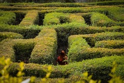 Redhead girl lost in a garden maze