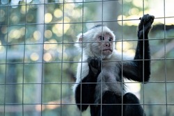 White face monkey in a cage