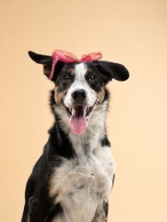 dog with a bow on his head on beige background. High quality photo