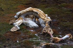 Cadaver of dead polar bear (ursus maritimus) laying on the Arctic tundra, meat has already been eaten by other animals.