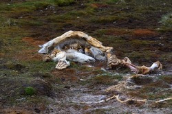 Cadaver of dead polar bear (ursus maritimus) laying on the Arctic tundra, meat has already been eaten by other animals.