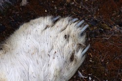 Impressive claw of dead Polar bear, laying on the tundra of Spitsbergen, Svalbard. Nails are very good visible.