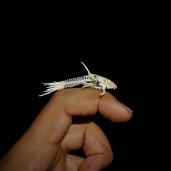 Tiny pleco skeleton over finger with black background