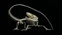 Western spiny-tailed iguana (Ctenosaura pectinata) skeleton attacking