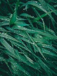 Leaves of grass in drops, Forest rain 