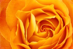 A closeup shot of a rich yellow rose