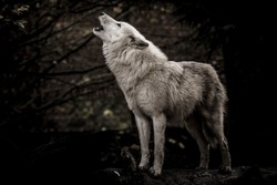 Howling wolf in the dark