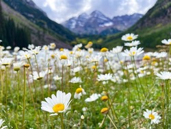 Wildflowers at Maroon Lake with view of the Maroon Bells