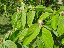 Half-open flower buds of quince tree, ladybug on leaves