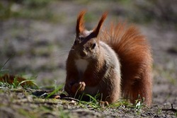 red-haired beautiful squirrel gathering supplies in the green grass. mating season. squirrel gathering feathers and material for building a nest. warm sunny spring day. green grass blue sky