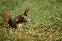 red-haired beautiful squirrel gathering supplies in the green grass. mating season. squirrel gathering feathers and material for building a nest. warm sunny spring day. green grass blue sky