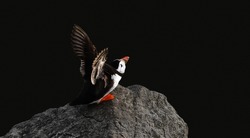 A puffin on a rock about to fly away, spreading its wings, black background, minimalism, copy space, negative space, horizontal