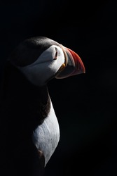 Close-up of a single puffin with a dark background and a tough of light