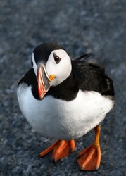 A close up of a puffin looking up at the camera,  standing on a rock