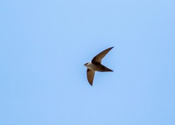 A chimney swift flying through the sky catching bugs. 
