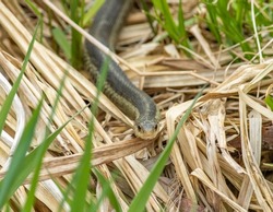 A garter snake slithers through the grass hunting small rodents and insects. 