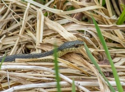 A garter snake emerges from its wintering den as spring arrives in northern Ohio. 