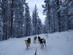 Dogsleding in the polar circle near Saariselkä in Finland