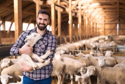 Portrait of successful farm worker rancher standing in sheep stable farmhouse and holding lamb domestic animal. In background large group of sheep livestock. Cattle breeding and food production.