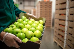 Close up view of unrecognizable worker holding crate full of green apples in organic food factory warehouse.