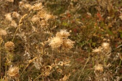 The remains of faded and dried flowers against the background of faded grass in autumn