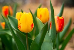 Closeup Image of Pretty Colorful Red and Yellow Tulip Flowers Blooming in a Spring Garden