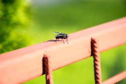 Fly on the fence.