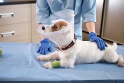  Close up view of jack russell dog in veterinary collar lies in clinic on table. health care pets