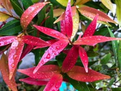 Red shoot plant leaves with latin name Syzygium paniculatum with attached raindrops, beautiful and fresh background