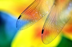 Dragonfly wings on a bright background, macrophotography of an insect, wallpaper with insects