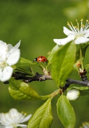 Ladybug running on a tree branch, apple blossoms and insect, green background and wildlife for wallpaper