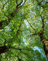 The blue sky through the green tree tops of tall big old trees in a forest. Panorama in a forest, magnificent from below view to the treetops with fresh green foliage.