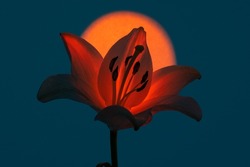 Fresh lily flower with petal illuminated with spot of orange neon light against dark blue background